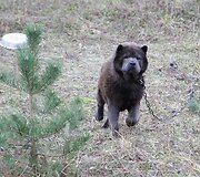 Nelaimingi keturkojai sulaukė žmonių pagalbos.