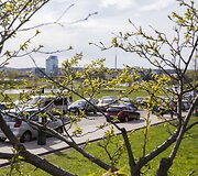 Vilniečiai su nekantrumu laukia sakurų žiedų sprogimo