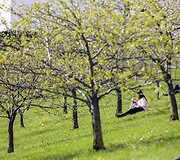 Vilniečiai su nekantrumu laukia sakurų žiedų sprogimo