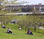 Vilniečiai su nekantrumu laukia sakurų žiedų sprogimo