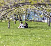 Vilniečiai su nekantrumu laukia sakurų žiedų sprogimo