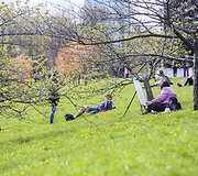 Vilniečiai su nekantrumu laukia sakurų žiedų sprogimo