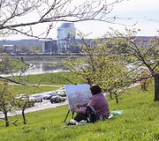 Vilniečiai su nekantrumu laukia sakurų žiedų sprogimo