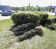 Vilniaus &Scaron;e&scaron;kinės rajonas nuo &scaron;iol bus žalesnis 