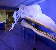 Vandenų gyvūnams Diuseldorfo vandens zoologijos sode &bdquo;Eurovizijos&ldquo; kovos nerūpi
