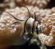Vandenų gyvūnams Diuseldorfo vandens zoologijos sode &bdquo;Eurovizijos&ldquo; kovos nerūpi