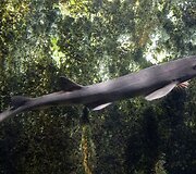 Vandenų gyvūnams Diuseldorfo vandens zoologijos sode &bdquo;Eurovizijos&ldquo; kovos nerūpi