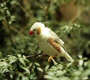 Vandenų gyvūnams Diuseldorfo vandens zoologijos sode &bdquo;Eurovizijos&ldquo; kovos nerūpi