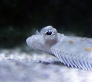 Vandenų gyvūnams Diuseldorfo vandens zoologijos sode &bdquo;Eurovizijos&ldquo; kovos nerūpi