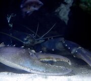 Vandenų gyvūnams Diuseldorfo vandens zoologijos sode &bdquo;Eurovizijos&ldquo; kovos nerūpi