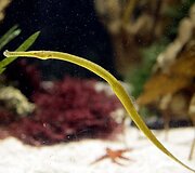 Vandenų gyvūnams Diuseldorfo vandens zoologijos sode &bdquo;Eurovizijos&ldquo; kovos nerūpi