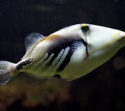 Vandenų gyvūnams Diuseldorfo vandens zoologijos sode &bdquo;Eurovizijos&ldquo; kovos nerūpi