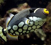 Vandenų gyvūnams Diuseldorfo vandens zoologijos sode &bdquo;Eurovizijos&ldquo; kovos nerūpi