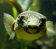 Vandenų gyvūnams Diuseldorfo vandens zoologijos sode &bdquo;Eurovizijos&ldquo; kovos nerūpi