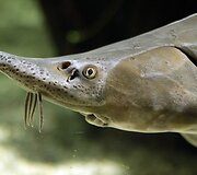 Vandenų gyvūnams Diuseldorfo vandens zoologijos sode &bdquo;Eurovizijos&ldquo; kovos nerūpi