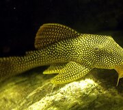 Vandenų gyvūnams Diuseldorfo vandens zoologijos sode &bdquo;Eurovizijos&ldquo; kovos nerūpi