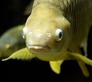 Vandenų gyvūnams Diuseldorfo vandens zoologijos sode &bdquo;Eurovizijos&ldquo; kovos nerūpi