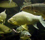 Vandenų gyvūnams Diuseldorfo vandens zoologijos sode &bdquo;Eurovizijos&ldquo; kovos nerūpi