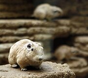 Vandenų gyvūnams Diuseldorfo vandens zoologijos sode &bdquo;Eurovizijos&ldquo; kovos nerūpi