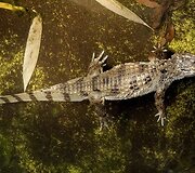 Vandenų gyvūnams Diuseldorfo vandens zoologijos sode &bdquo;Eurovizijos&ldquo; kovos nerūpi