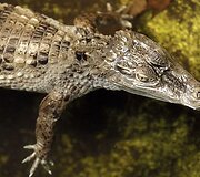 Vandenų gyvūnams Diuseldorfo vandens zoologijos sode &bdquo;Eurovizijos&ldquo; kovos nerūpi