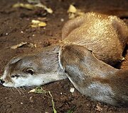 Vandenų gyvūnams Diuseldorfo vandens zoologijos sode &bdquo;Eurovizijos&ldquo; kovos nerūpi