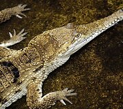 Vandenų gyvūnams Diuseldorfo vandens zoologijos sode &bdquo;Eurovizijos&ldquo; kovos nerūpi