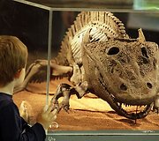 Vandenų gyvūnams Diuseldorfo vandens zoologijos sode &bdquo;Eurovizijos&ldquo; kovos nerūpi
