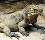 Vandenų gyvūnams Diuseldorfo vandens zoologijos sode &bdquo;Eurovizijos&ldquo; kovos nerūpi