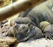 Vandenų gyvūnams Diuseldorfo vandens zoologijos sode &bdquo;Eurovizijos&ldquo; kovos nerūpi