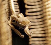 Vandenų gyvūnams Diuseldorfo vandens zoologijos sode &bdquo;Eurovizijos&ldquo; kovos nerūpi