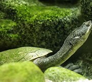 Vandenų gyvūnams Diuseldorfo vandens zoologijos sode &bdquo;Eurovizijos&ldquo; kovos nerūpi