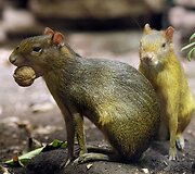 Vandenų gyvūnams Diuseldorfo vandens zoologijos sode &bdquo;Eurovizijos&ldquo; kovos nerūpi