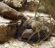 Vandenų gyvūnams Diuseldorfo vandens zoologijos sode &bdquo;Eurovizijos&ldquo; kovos nerūpi