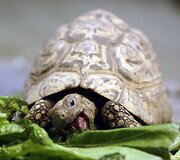 Vandenų gyvūnams Diuseldorfo vandens zoologijos sode &bdquo;Eurovizijos&ldquo; kovos nerūpi