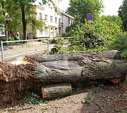 Sostinėje &ndash; darbymetis tvarkant nuvirtusius medžius. 