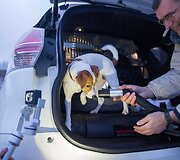Koncepcinis Nissan X-Trail, skirtas &scaron;unų augintojams