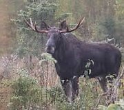 Briedis