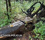 Bylos įkalčiai