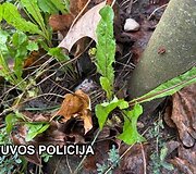Bylos įkalčiai