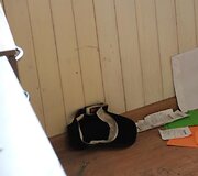 Nusiaubta redakcija