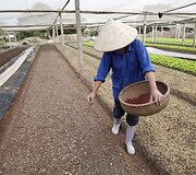 Vietnamo ūkis