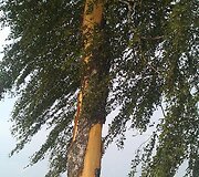 Skuodo rajonas Mosėdžio seniunija. Po audros medis be žievės &ndash; trenkė žaibas. 
