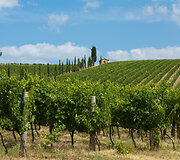 Chianti vynuogynai
