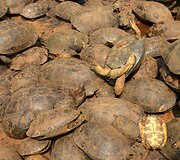 Kambodžoje pareigūnai sulaikė 570 kilogramų kontrabandos &ndash; 102 vėžlius ir 17 pitonų. 