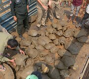 Kambodžoje pareigūnai sulaikė 570 kilogramų kontrabandos &ndash; 102 vėžlius ir 17 pitonų. 