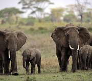 Tanzanijoje