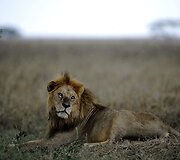 Tanzanijoje