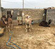Kelionė į Iraną &ndash; miestai, dykumos, kalnai ir jūra