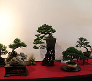 Bonsų grožis Japonijos kultūros festivalyje Alytuje